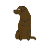 Hond Gezinshuis Jungius